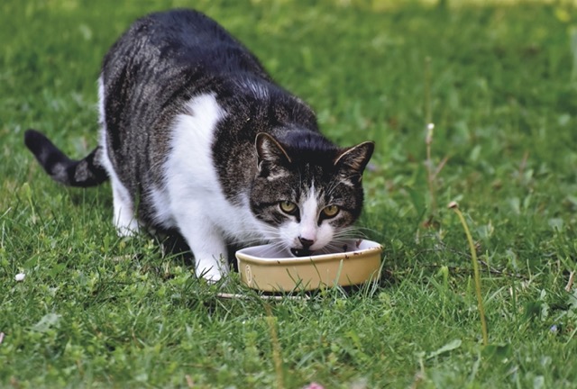 Feeding time at the cattery