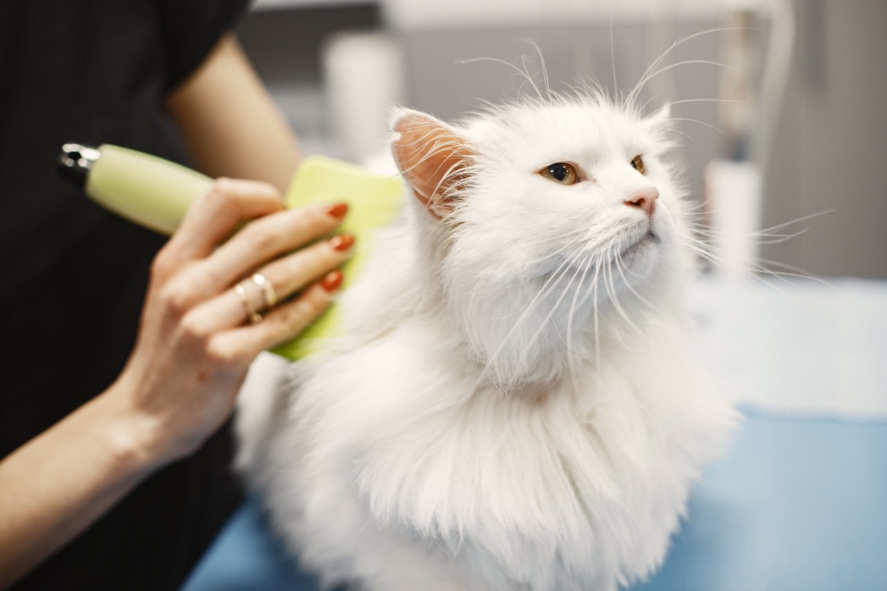 Cat grooming at Howlish