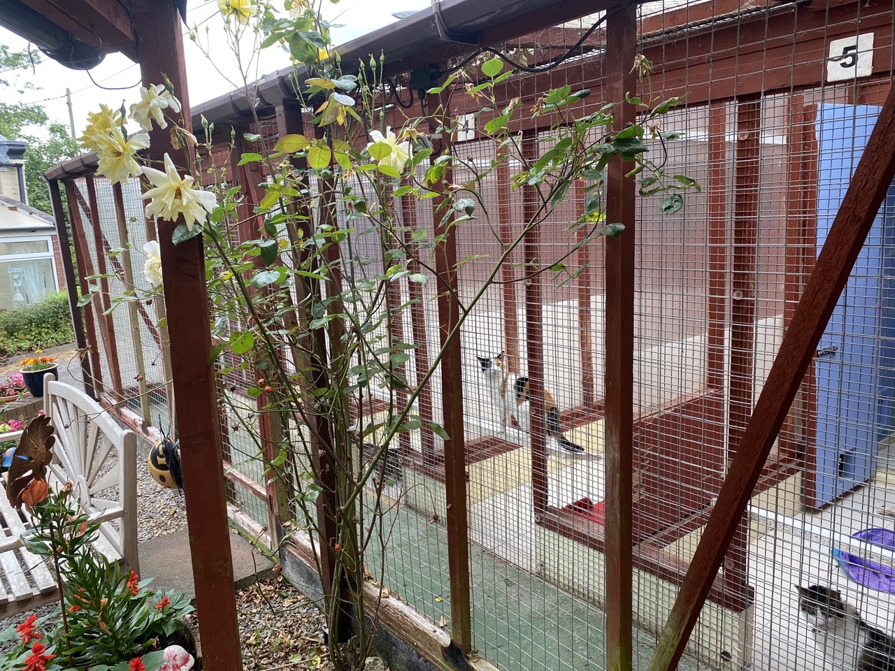 Howlish Cattery