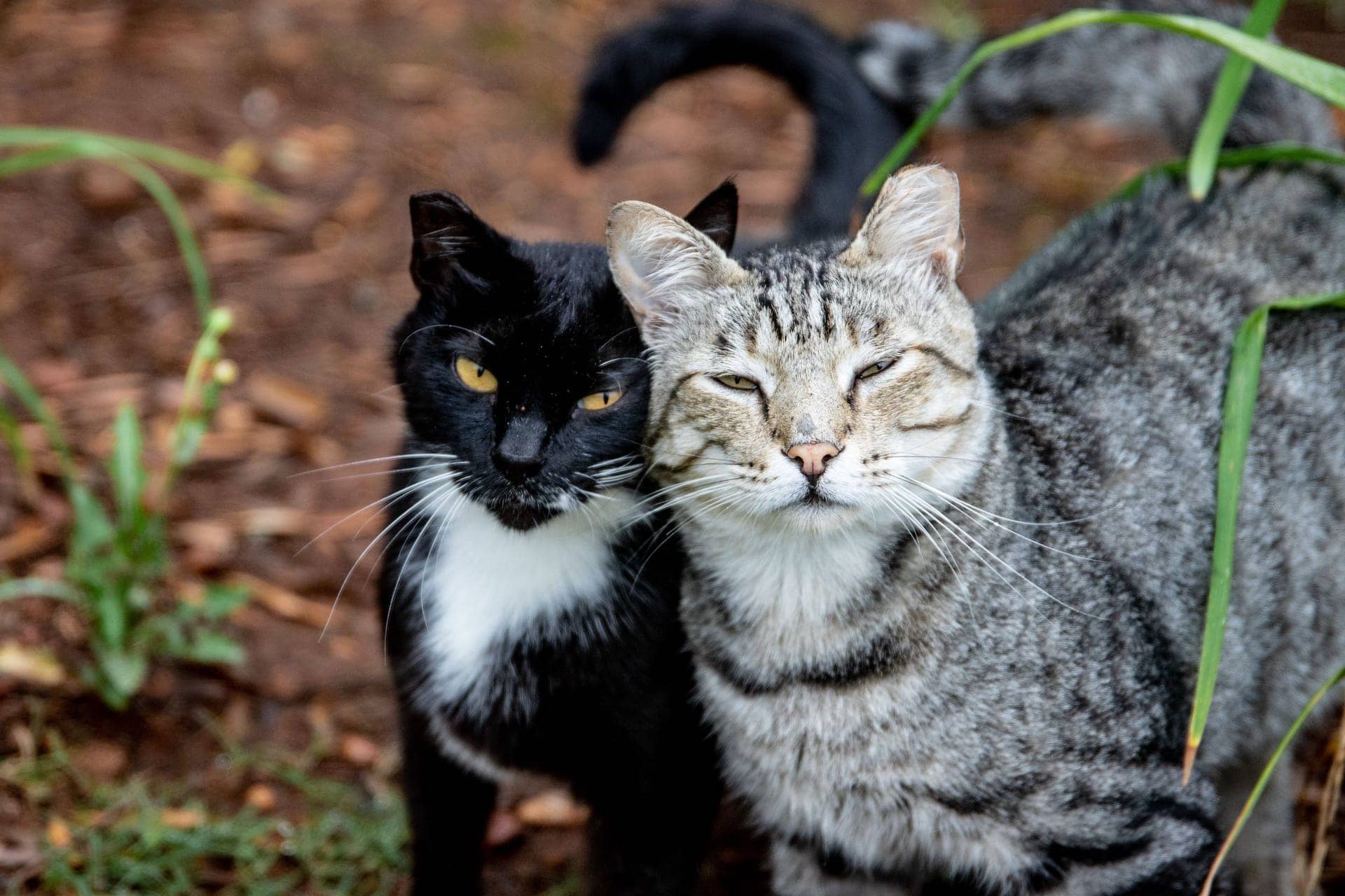 Inside the cattery