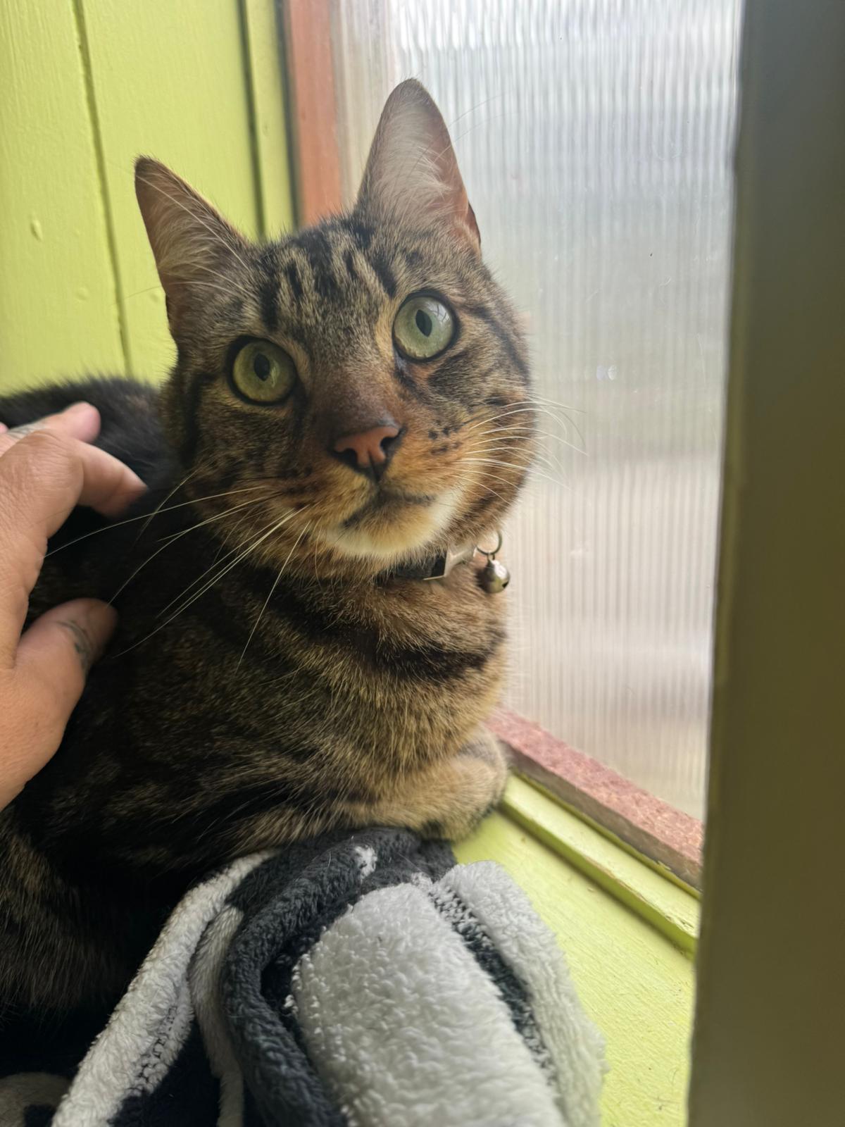 Howlish Cattery