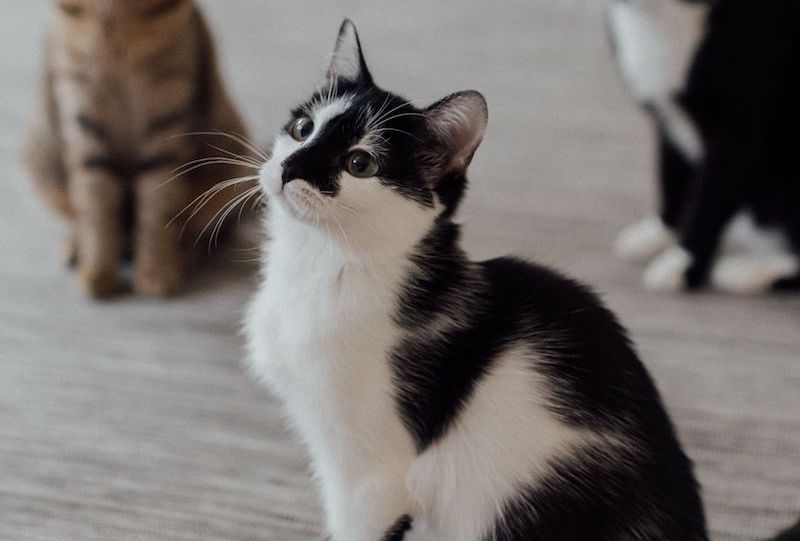 Peace of mind for cat owners